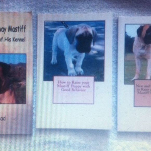 "Sammy the Runaway Mastiff"  Sammy is a Mastiff dog - Picture 5 of 6